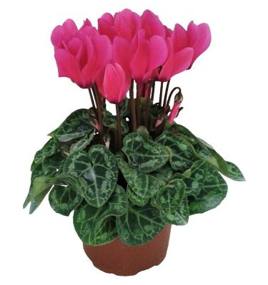 cyclamen