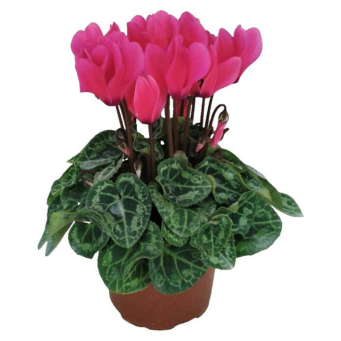 cyclamen