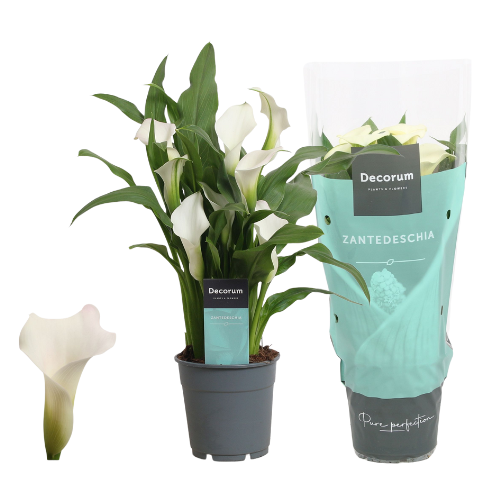 zantedeschia