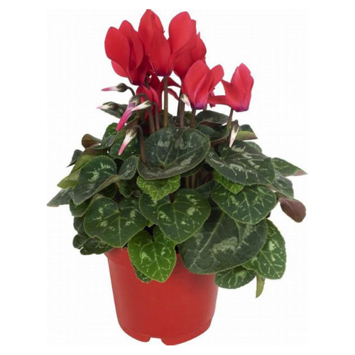Cyclamen - Imagen 2