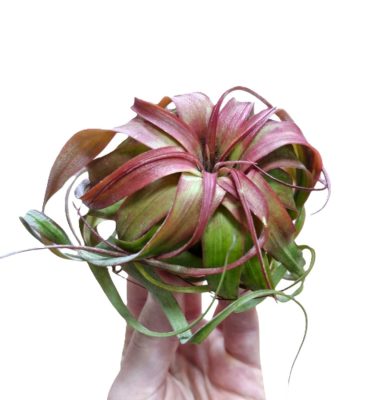 Tillandsia Eric Knobloch