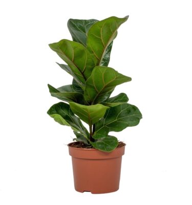 ficus