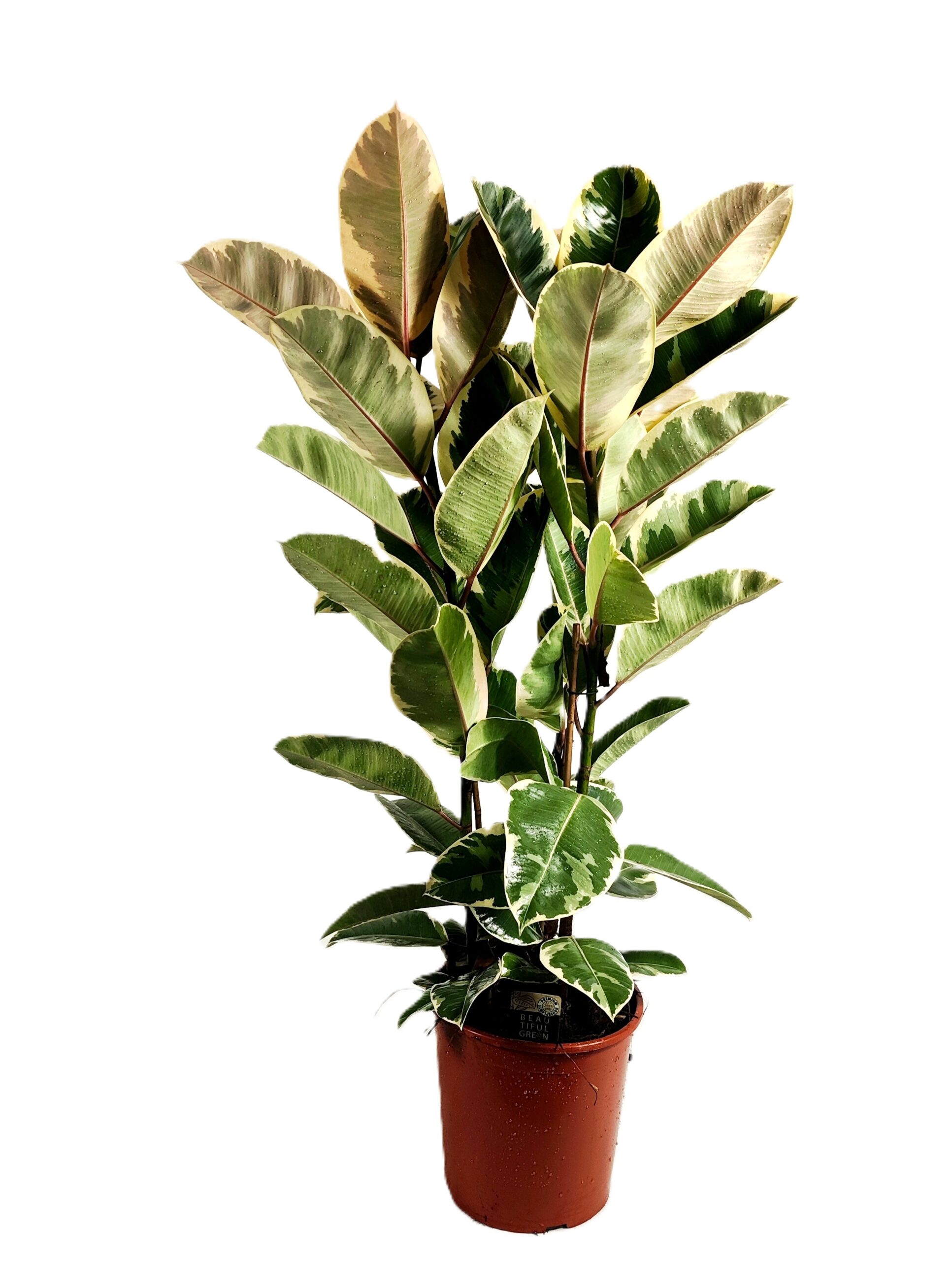 ficus elastica