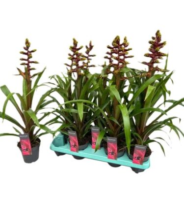 guzmania choco