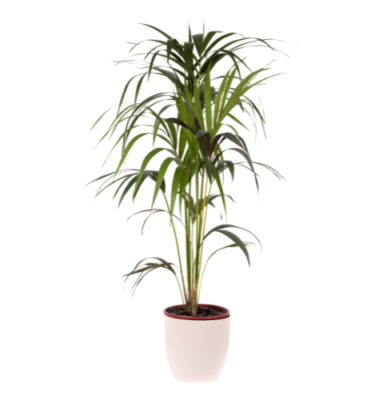 kentia