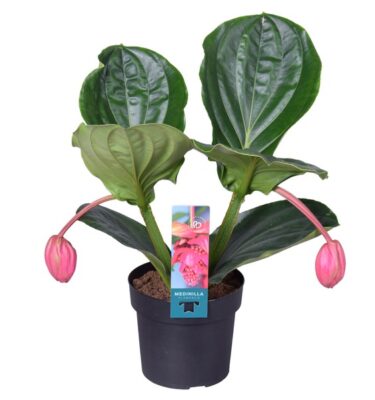 medinilla
