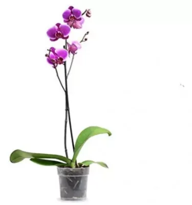 phalaenopsis 1 tallo