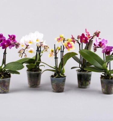 phalaenopsis mini