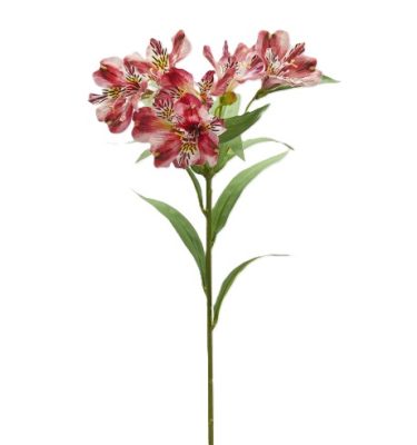 alstroemeria