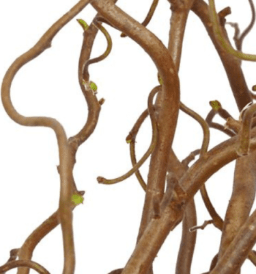 corylus