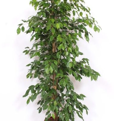 ficus benjamina