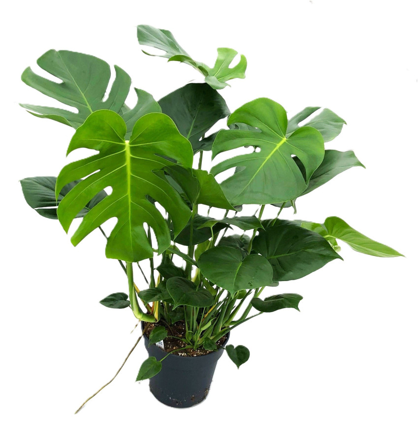 monstera