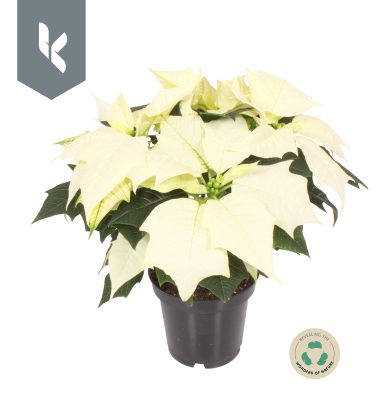 poinsettia pequeña