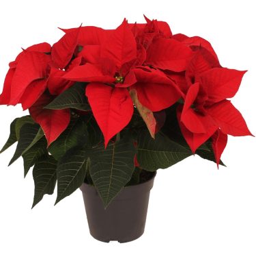poinsettia roja
