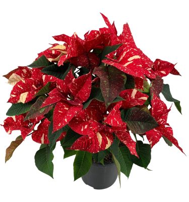 poinsettia ryb