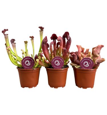 sarracenia mix