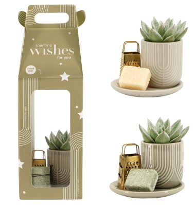 suculenta con jabón