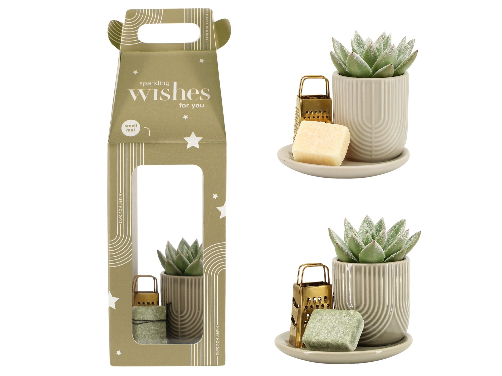 suculenta con jabón