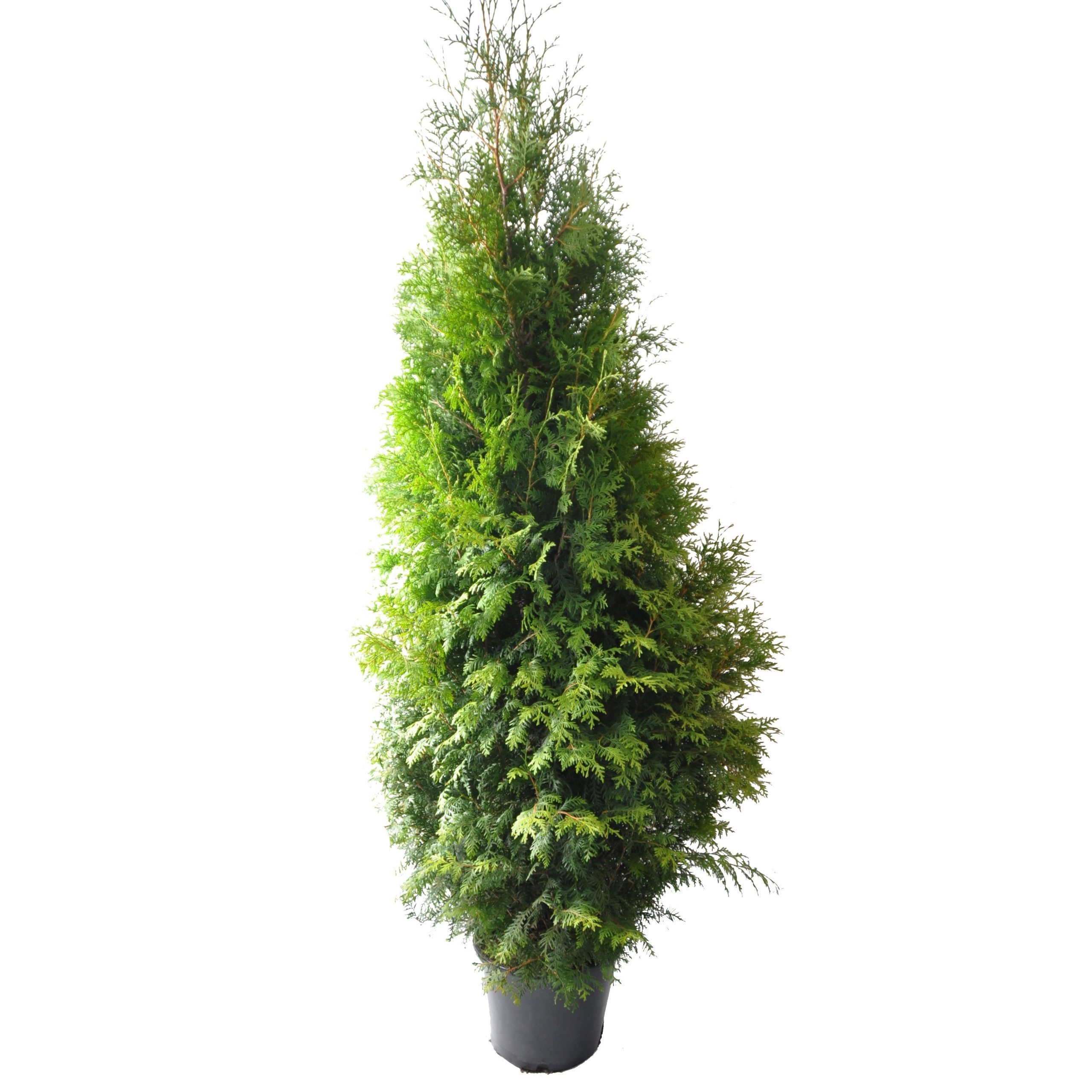 thuja