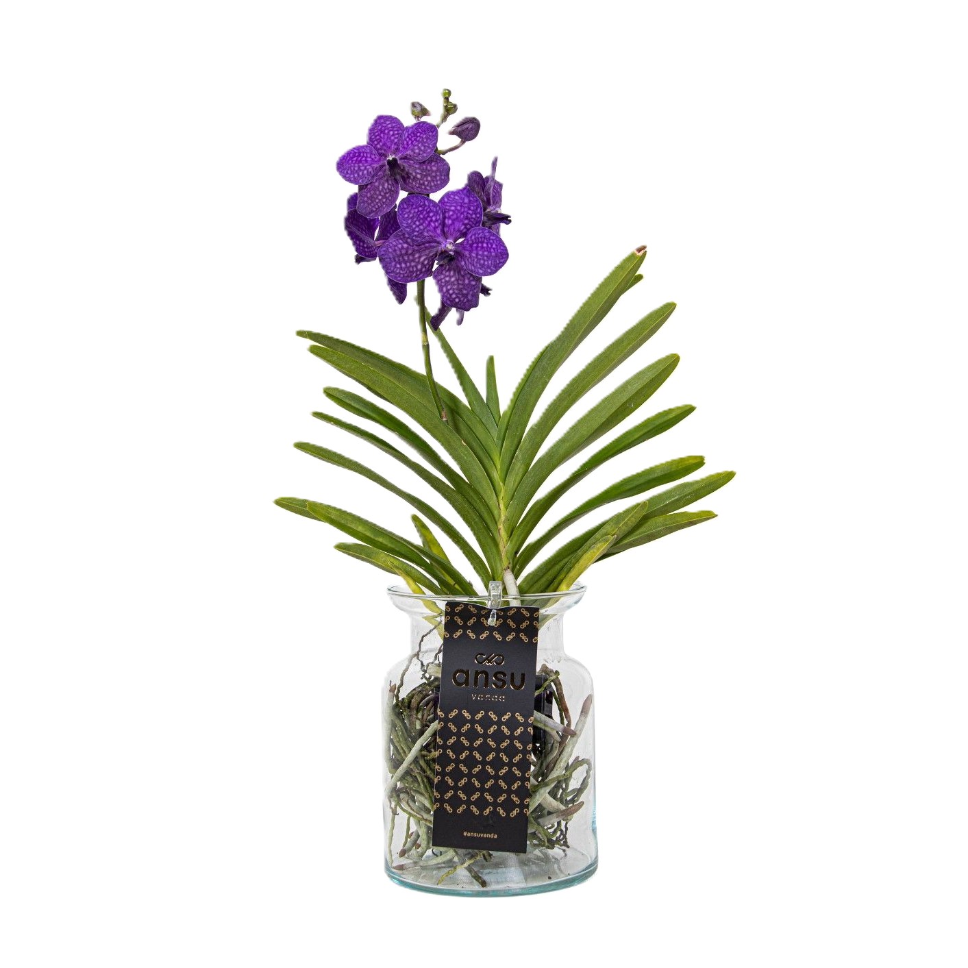 vanda