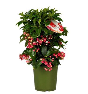 ardisia