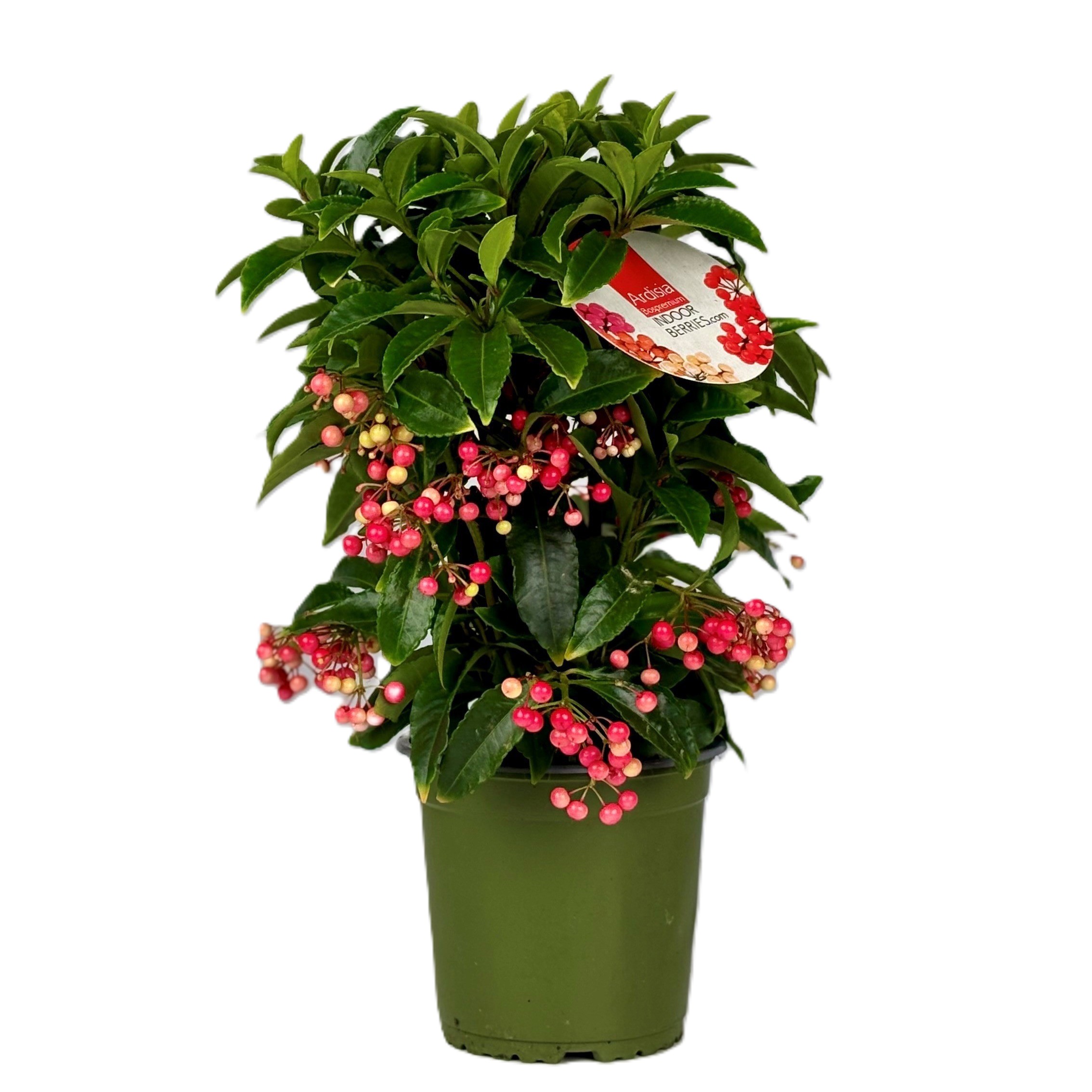 ardisia