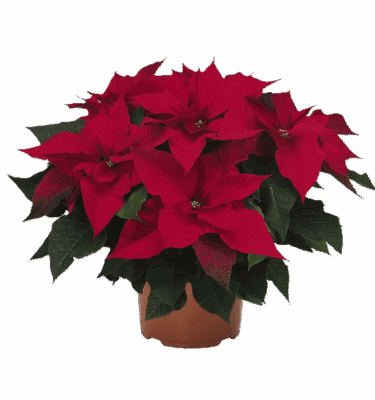 poinsettia mediana 2