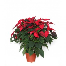 poinsettia grande