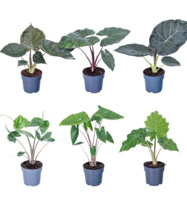 alocasia mix