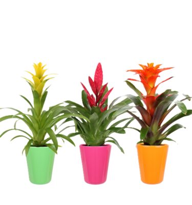 bromelia