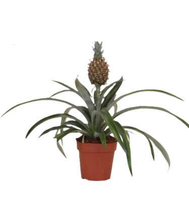 ananas rosita