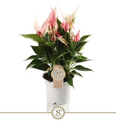 anthurium lilli