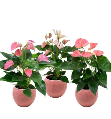 anthurium mix