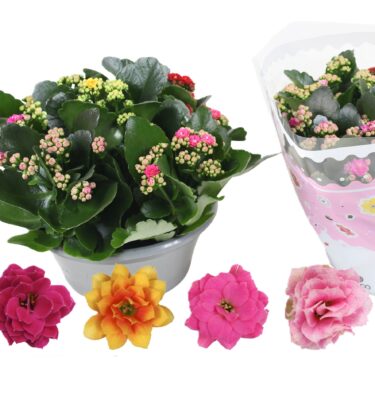 kalanchoe