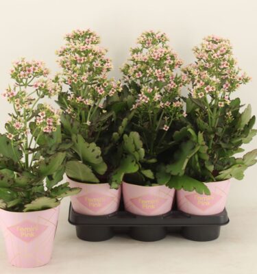 kalanchoe