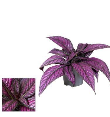 strobilanthes