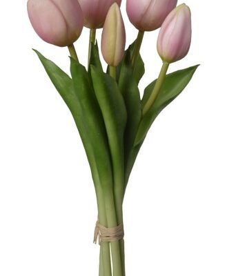 tulip rosas