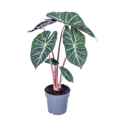 alocasia pink dragon