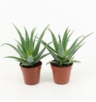 aloe