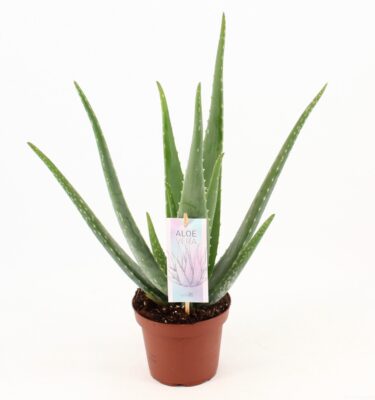 aloe vera