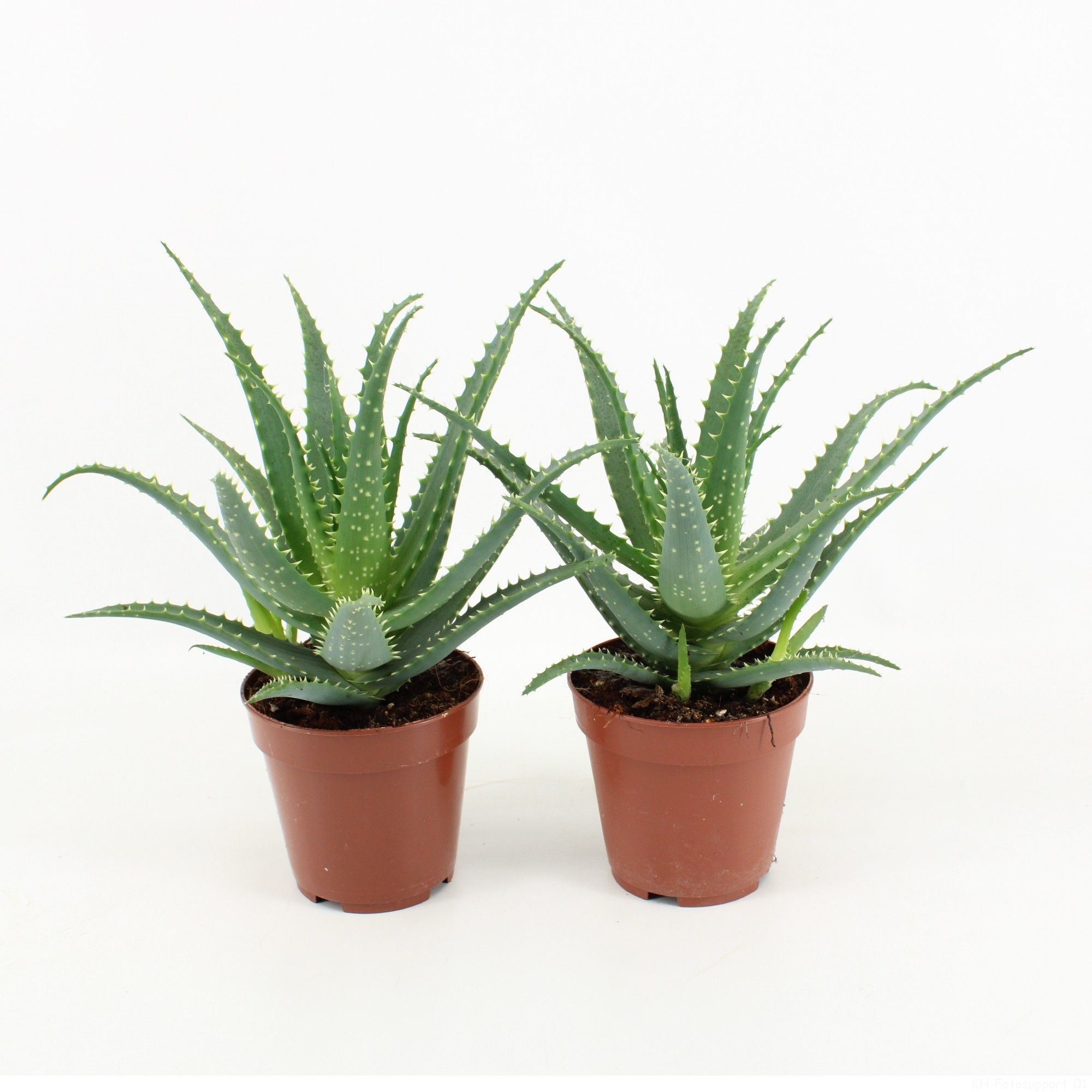 aloe