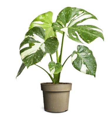 monstera-variegata-comprar-1771074328