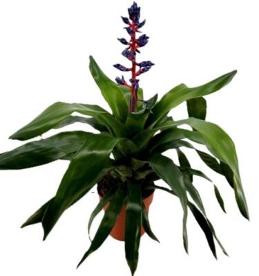 aechmea blue star