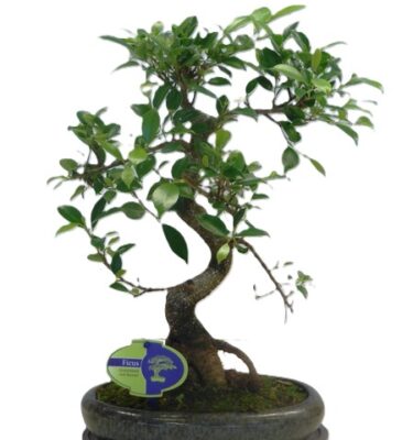 bonsai ficus