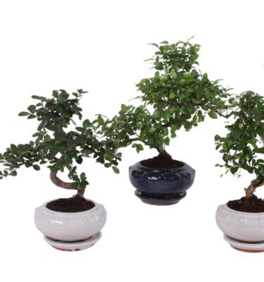 bonsai mix