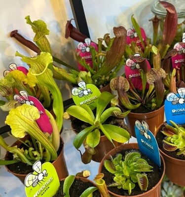 carnivoras