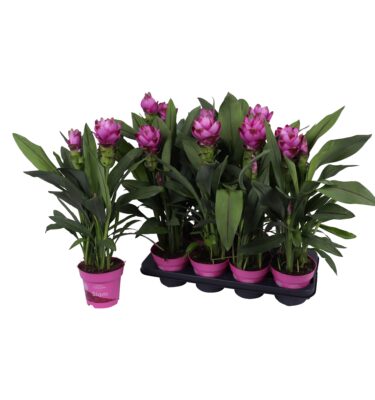 curcuma