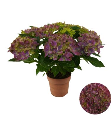hortensia