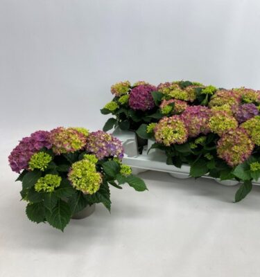 hortensia
