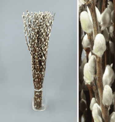 salix blanco